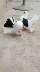 two beautiful birds