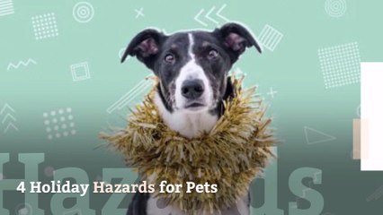 4 Holiday Hazards for Pets