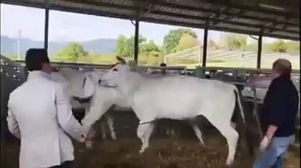 Annesine vuran adama uçan tekme ile karşılık verdi!