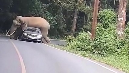 Un éléphant écrase une voiture