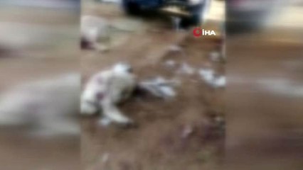 Kurtlar, 30 koyun ve kuzuyu telef etti