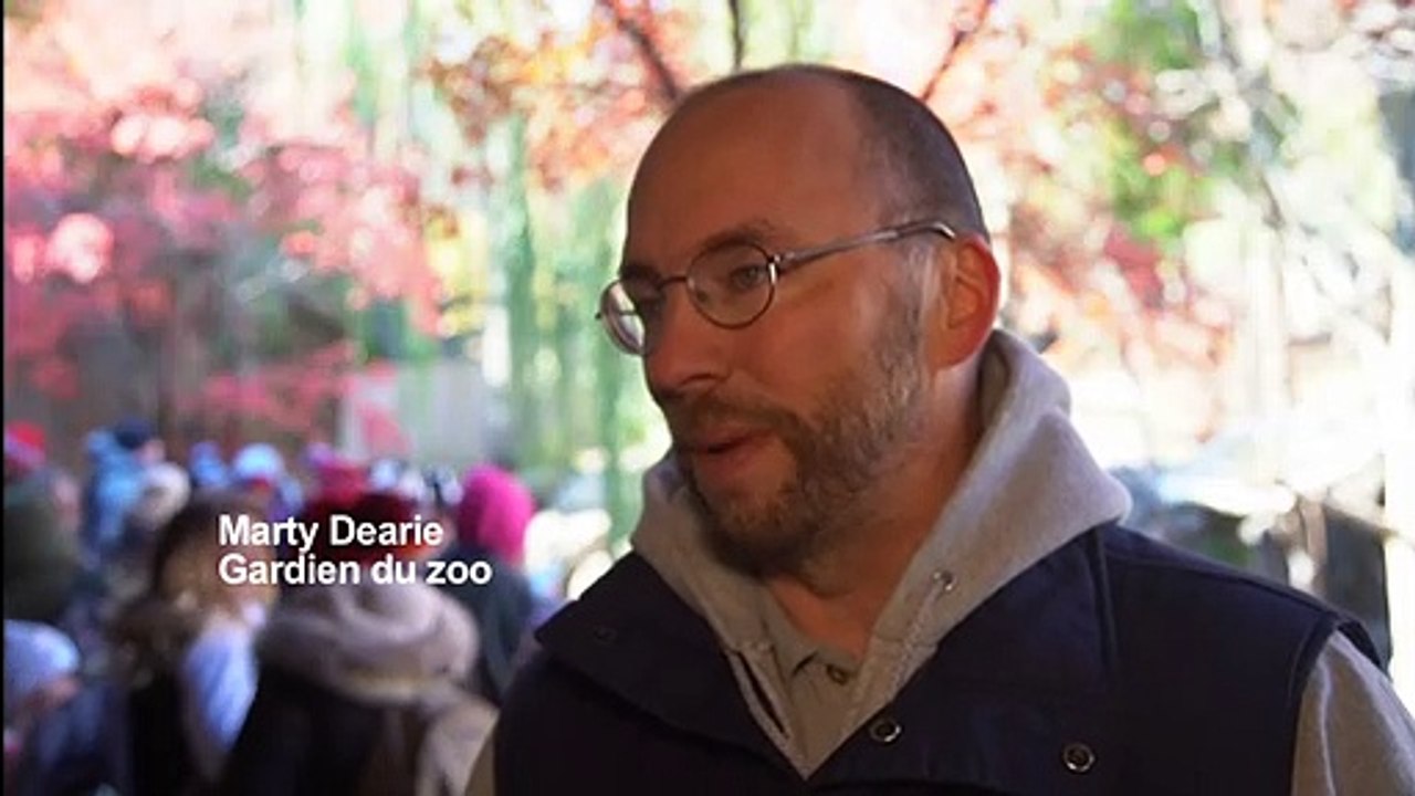Bye bye Bei Bei: le zoo de Washington dit adieu à son bébé panda