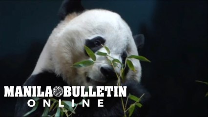 Washington zoo says bye bye to Bei Bei