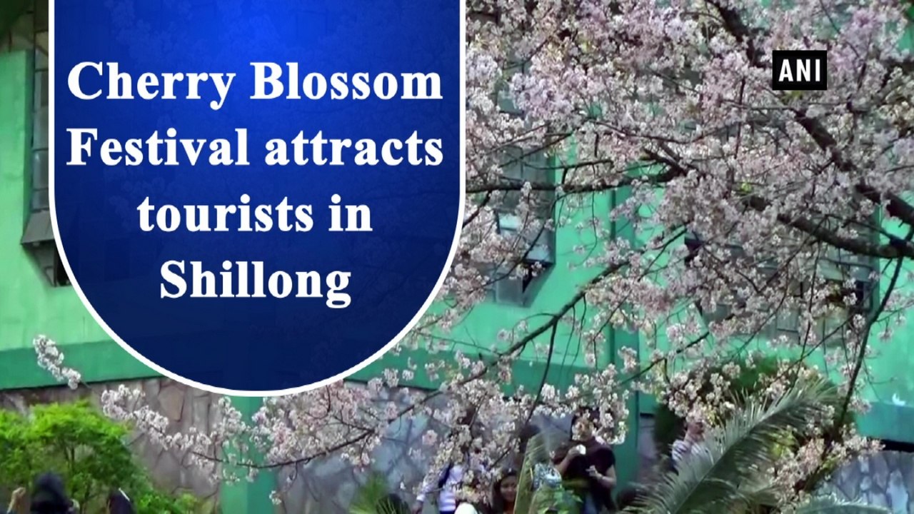 Cherry Blossom Festival attracts tourists in Shillong