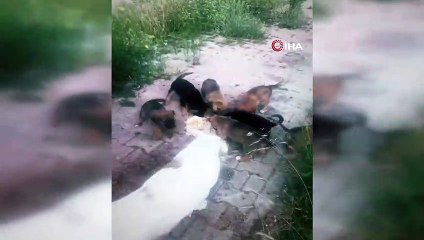 Yerel hayvan koruma görevlisi 'sokak köpeği' davasında beraat etti