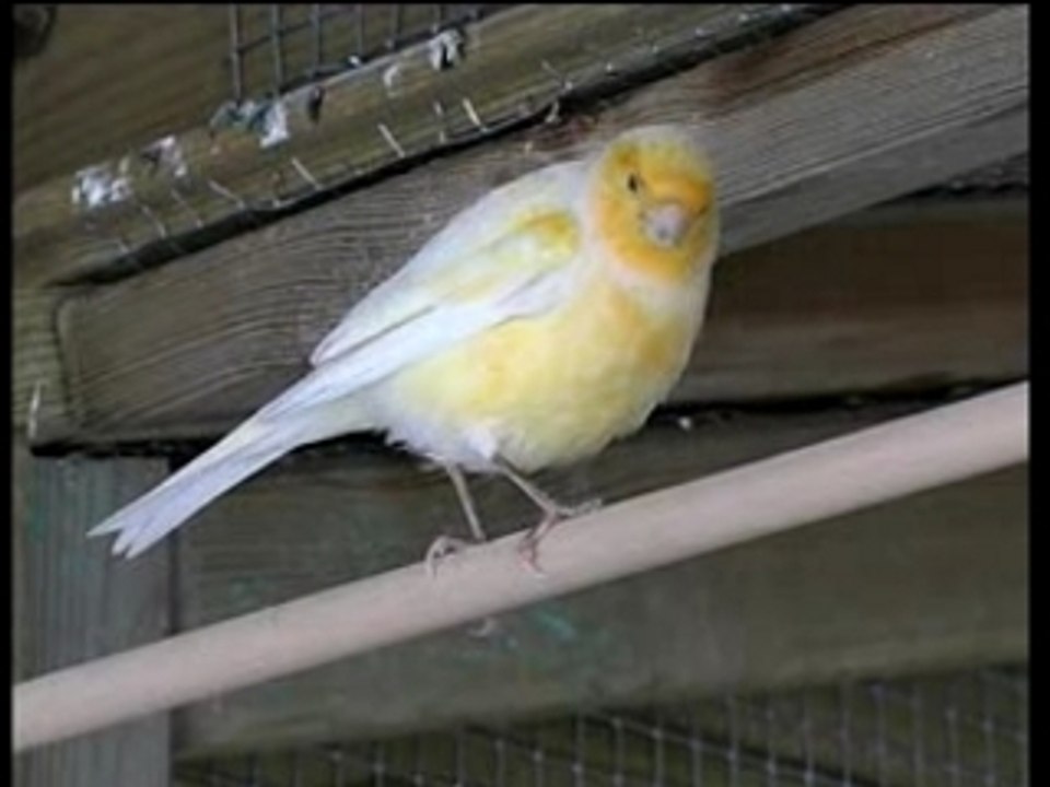 Canaris01