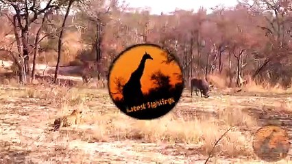 Biggest Leopard Hunt Fail Ever! - Latest Wildlife Sightings