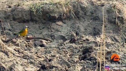 Bird Pulls The Guts Out of Snake!