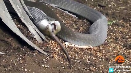 Black Mamba Snake Kills & Swallows Mouse