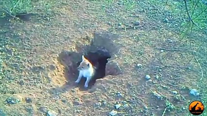 Black Backed Jackal Puppies at Den - August-September 2019- Wilderness Safaris & Latest Sightings