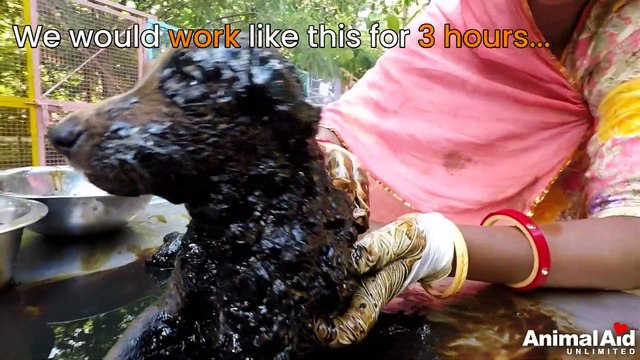 Couverts de pétrole et déchets, ces chiots sont sauvés in extremis !
