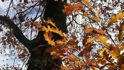 Sonbahar, Hekimdağ'da kartpostallık görüntüler yarattı