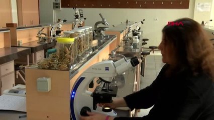 İki kişinin hastanelik olduğu tatula bitkisi için 'çok zehirli' uyarısı