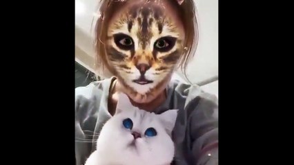 Kedilerin, kedi filtrelerine verdiği tepkiler