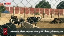 مزارع المواشي بطرة.. إنتاج أطنان لحوم من الأبقار والجاموس