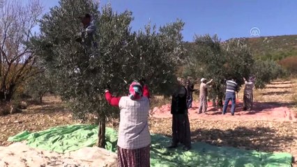 60 yıldır ekmeğini zeytinden çıkaran tarihi köy - BİLECİK