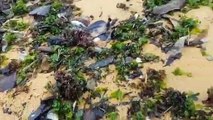 Peixes são encontrados mortos na praia de Manguinhos, na Serra