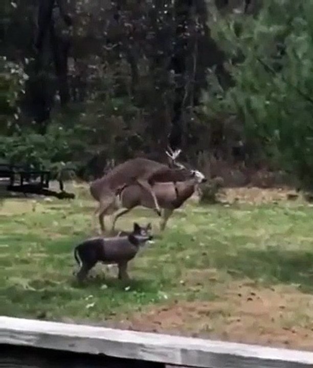 Un cerf qui n'a pas pu résister à la beauté d'une statue de biche