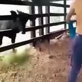 Un instant Karma pour ce mec qui n’arrête pas à énerver une vache