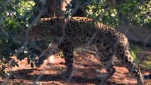 الكشف عن ولادة ثلاثة نمور فارسية نادرة في حديقة حيوانات لشبونة