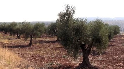 "Kilis Zeytin ve Zeytinyağı Tanıtım Günü"