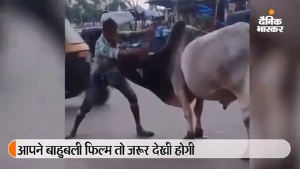 भल्लालदेव की तरह शख्स ने सांड को धूल चटाई