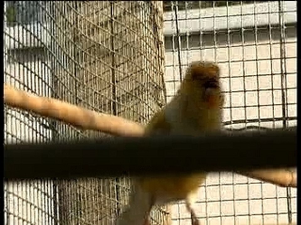 Canaris04