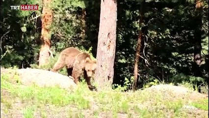 Ayı saldırısına uğrayan çobanı köpekleri kurtardı