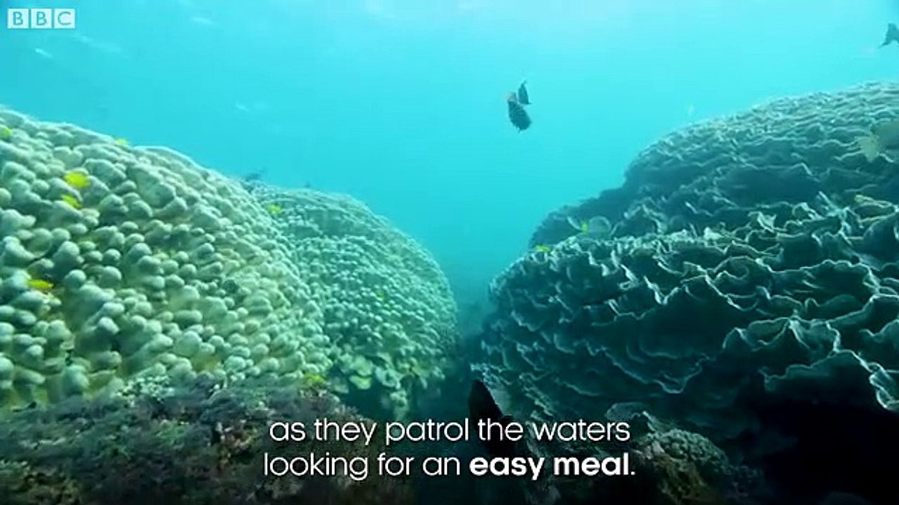 Fearless fish cleans shark's mouth Seven Worlds  One Planet  BBC Earth