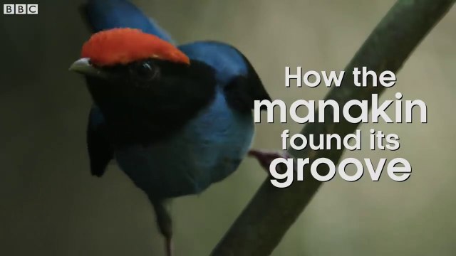 Manakin birds have all best dance moves - Seven Worlds, One Planet - BBC Earth