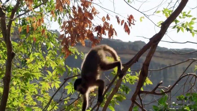 Top 5 Best of South American animals - animal planet