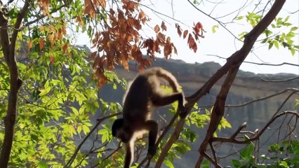 Top 5 Best of South American animals -  animal planet
