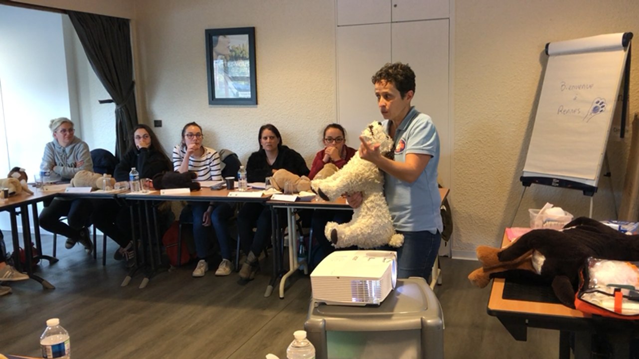 A Rennes, les gestes qui sauvent chats et chiens