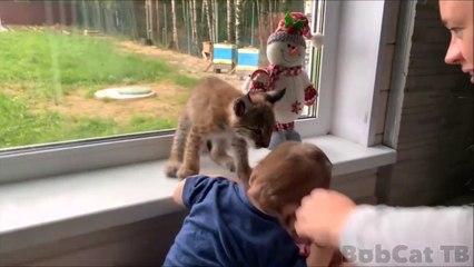 Quand un bébé et un bébé lynx jouent ensemble