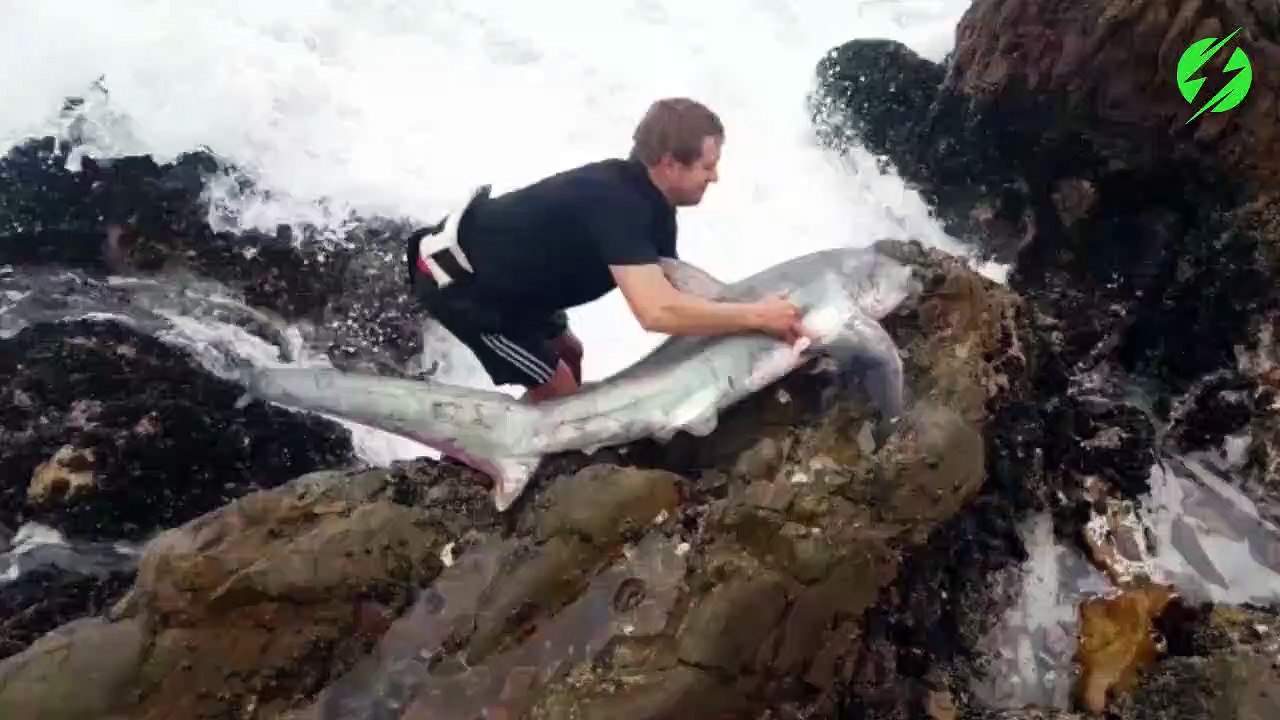 Il prend tous les risques pour sauver un requin échoué dans les rochers