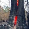Cet arbre brûle de l'interieur après un feu de foret.