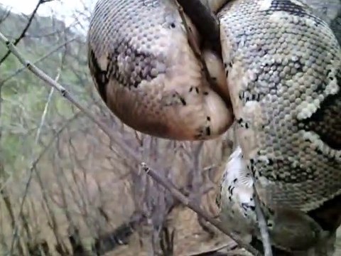 Il découvre un énorme serpent parfaitement camouflé dans un arbre