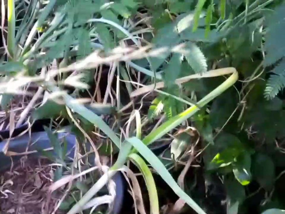 How I Caught a Rat in my Garden