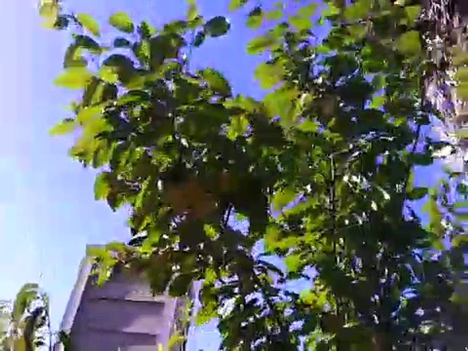 Yellow plum I grew from seed, very juicy fruit
