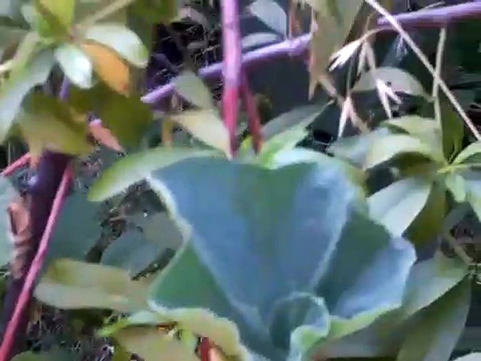Opo Squash Plants Love The Heat