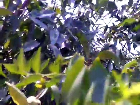 Chico Jujube July Northern California Zone 9