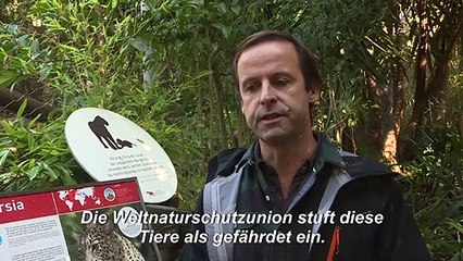 Zoo in Lissabon präsentiert seltenen Leoparden-Nachwuchs