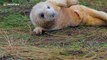 Grey seal colony draws visitors to annual spectacle in Lincolnshire, UK