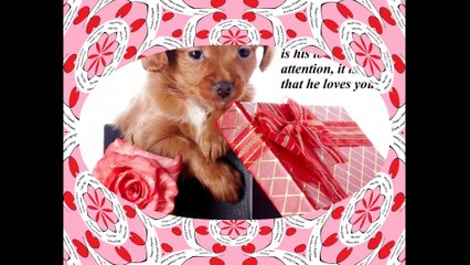 The greatest gift that an animal can give, Is his love, affection and attention! [Quotes and Poems]
