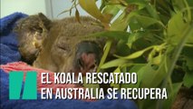 El koala rescatado de un incendio recibe una visita muy especial