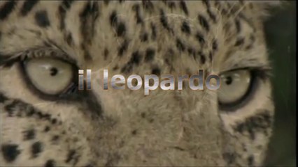 Il leopardo