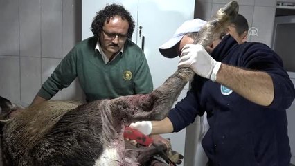 Av tüfeğiyle yaralanan kızıl geyik tedavi ediliyor