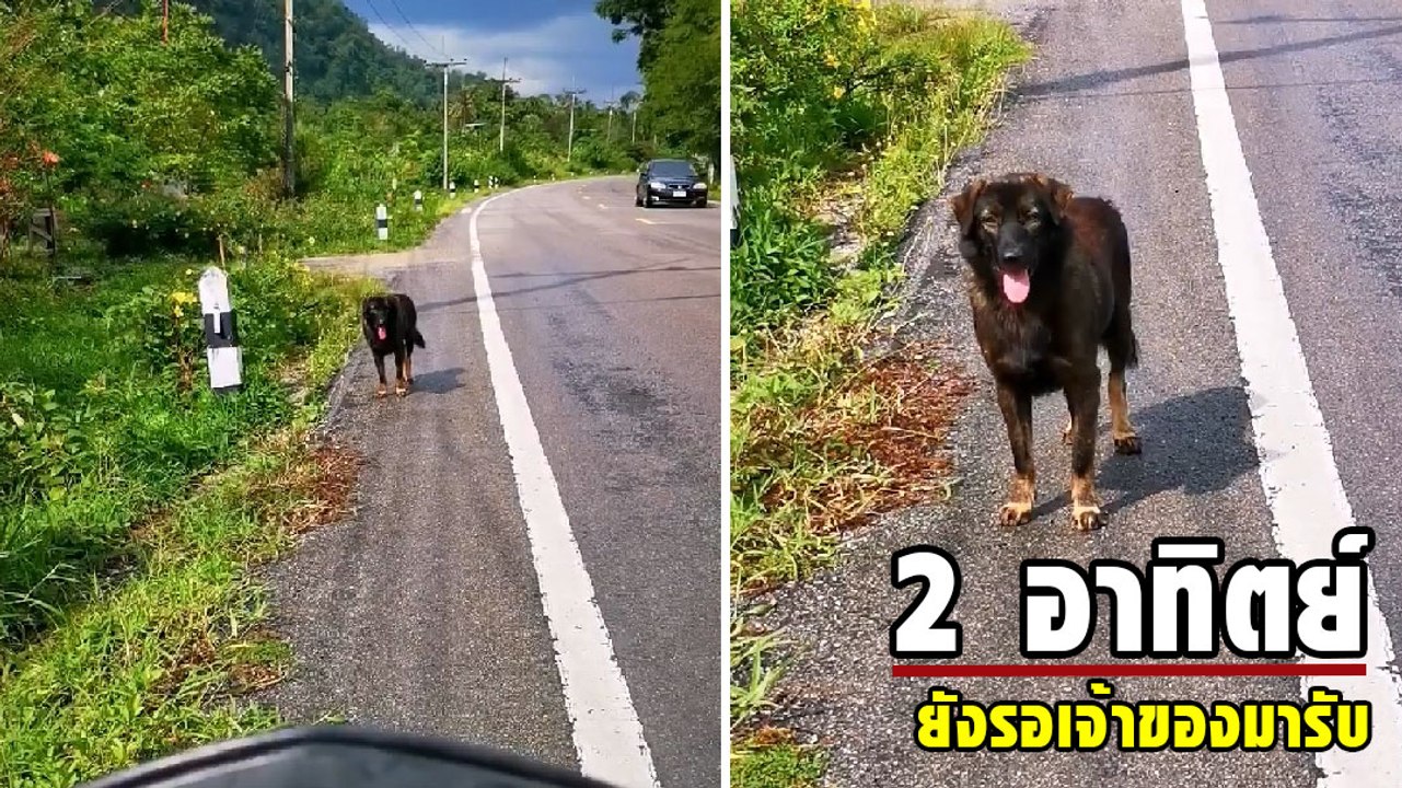 สุดสงสาร..ตูบหลงทางไม่ยอมไปไหน ยืนคอยเจ้าของอยู่ที่เดิมมา 2 อาทิตย์