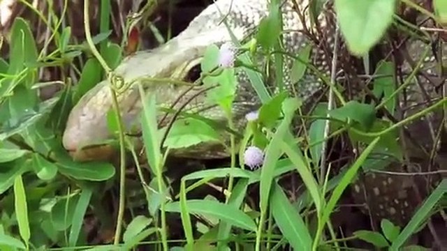 Brave Man Rescues Python From Giant Komodo Dragon Attack Most Amazing Attack of Animals