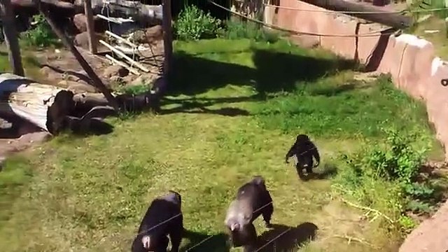 Brave Monkey VS Snake Real Fight To Death In Zoo Who Will Win Amazing Animals Attack In Zoo